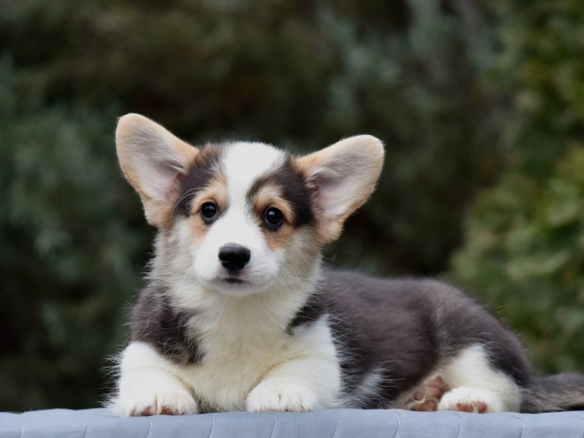 In India Baby Corgi Price LITTLE CRITTERZ Dog Corgi Pembroke Welsh