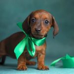 Greta-female-dachshund-puppy-for-sale-1