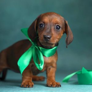 Greta Miniature Dachshund