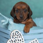 Jordik Miniature Dachshund