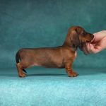 Greta-female-dachshund-puppy-for-sale-3