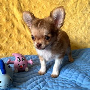 Holls Chihuahua