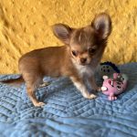 Holls-male-Chihuahua-puppy-for-sale-2