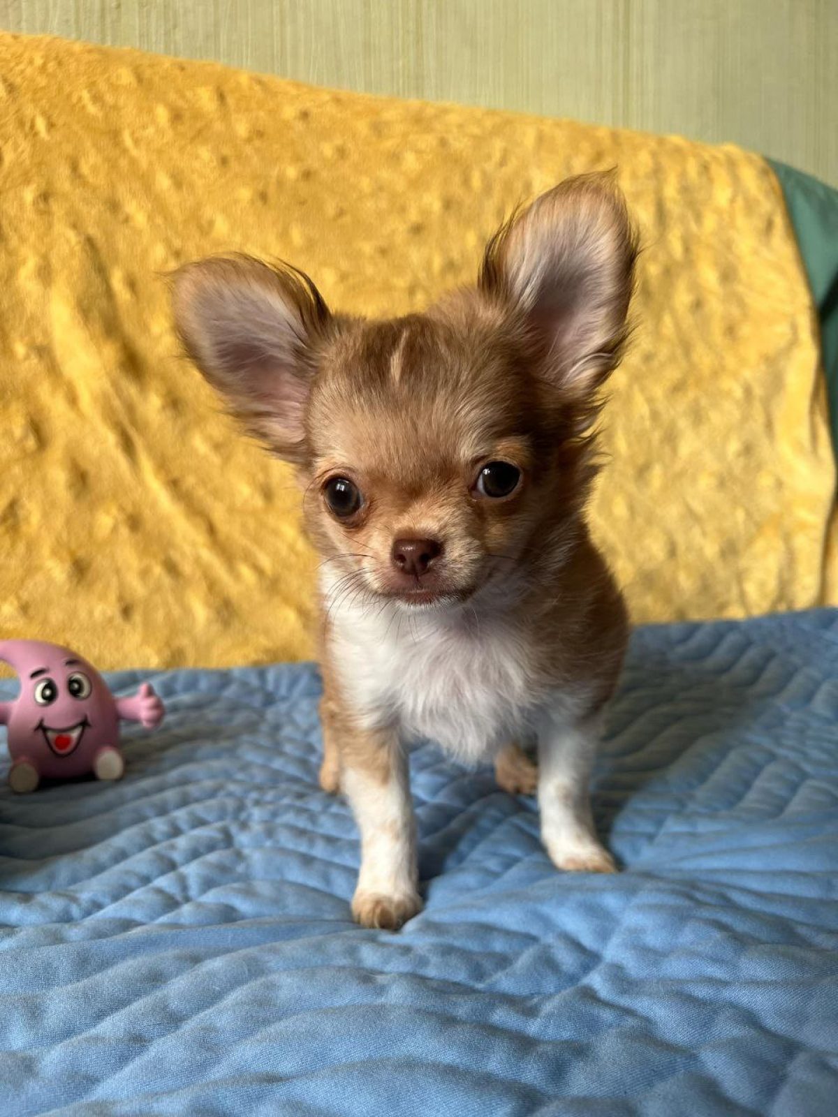 Full Grown Chiweenie Long Haired Chiweenie Dog Shop Long