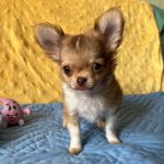 Eva Chihuahua