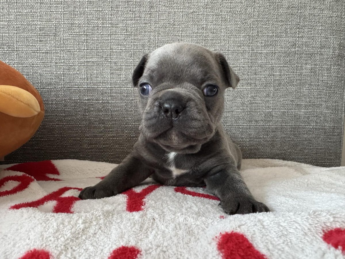 Puppies Tri French Bulldog For Sale Puppy Blue Sable Tri French
