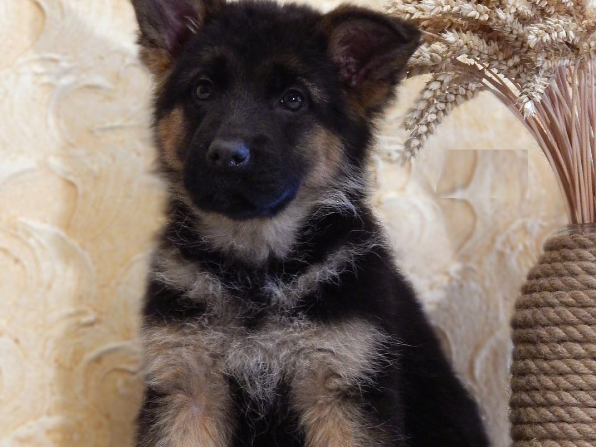 Dog Puppies German Shepherd Wolf Mix For Sale Near Me Purebred