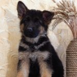 Felicity German Shepherd