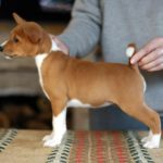 Lala-female-basenji-puppy-for-sale-1 (1)