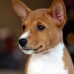 Lala-female-basenji-puppy-for-sale-1 (2)