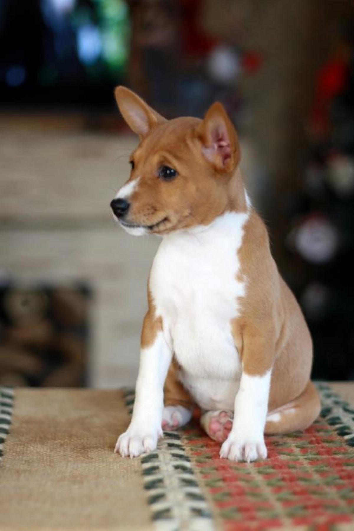 Basenji Dog Breed Basenji Mix Rescue Basenji Rescue Brindle