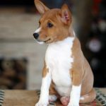 Lala-female-basenji-puppy-for-sale-1 (3)