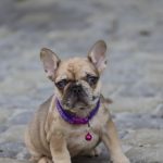 Luna French Bulldog