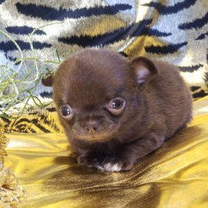 Lattea Chihuahua