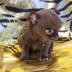 Lattea-female-Chihuahua-puppy-for-sale-2