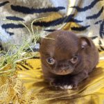 Lattea-female-Chihuahua-puppy-for-sale-3