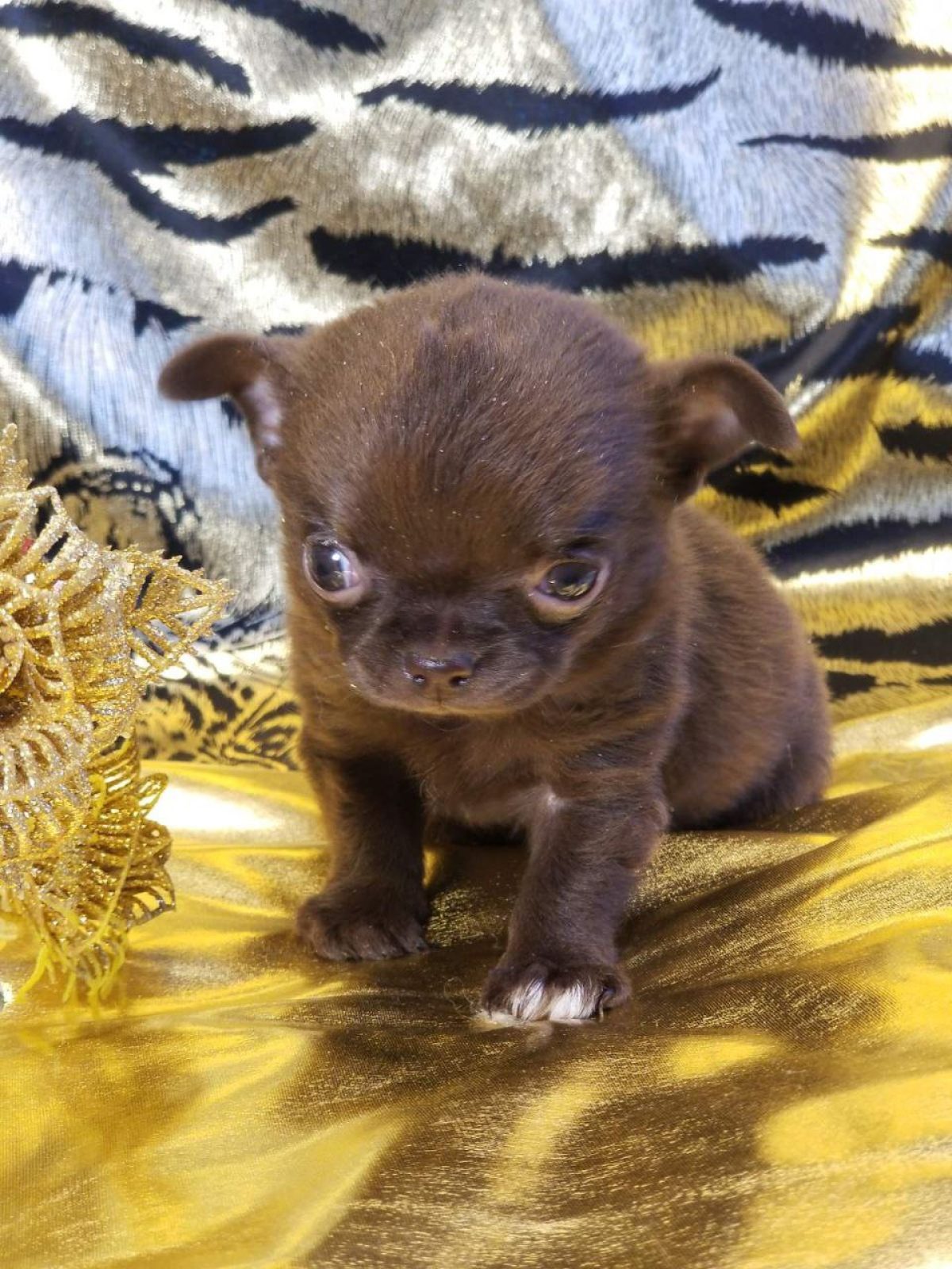 Haired Chihuahua Chiweenie Puppies For Sale Craigslist Buy