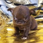 Simon Chihuahua
