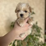 Lays-male-Maltipoo-puppy-for-sale-1