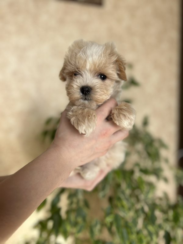 Lays Maltipoo