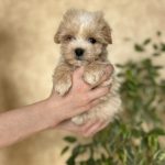 Lays-male-Maltipoo-puppy-for-sale-2