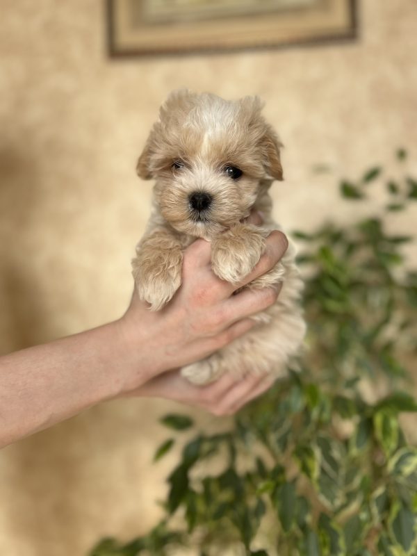 Lays Maltipoo