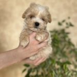 Lays-male-Maltipoo-puppy-for-sale-3
