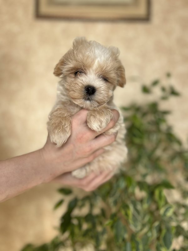 Lays Maltipoo