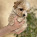 Lonny Maltipoo