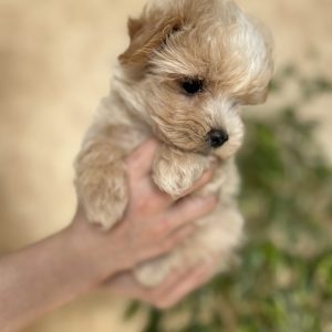 Lays Maltipoo