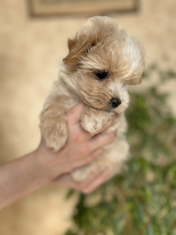 Lays Maltipoo