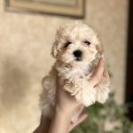 Lonny-male-Maltipoo-puppy-for-sale-1