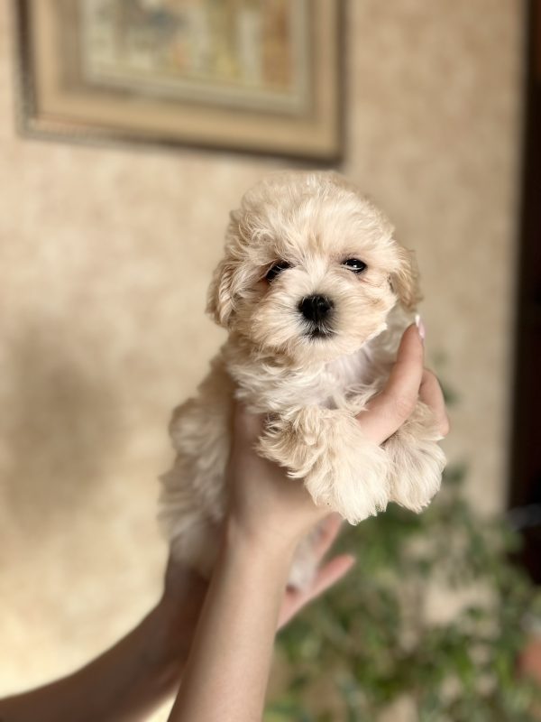 Lonny Maltipoo