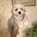 Lonny-male-Maltipoo-puppy-for-sale-2