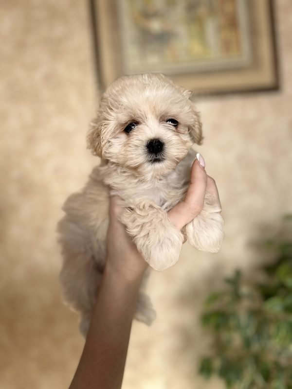 Lonny Maltipoo