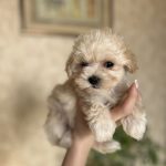 Lonny-male-Maltipoo-puppy-for-sale-3