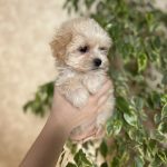 Lonny-male-Maltipoo-puppy-for-sale-4