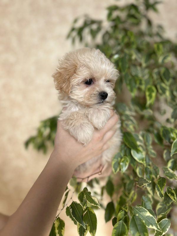 Lonny Maltipoo