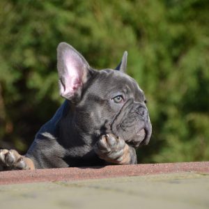 Makar French Bulldog