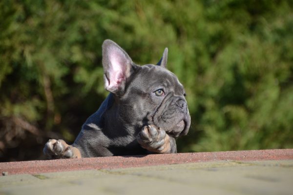 Makar French Bulldog