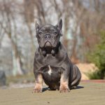 Makar-male-French-Bulldog-puppy-for-sale-1 (2)