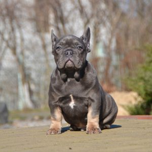 Makar French Bulldog
