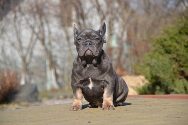 Makar French Bulldog