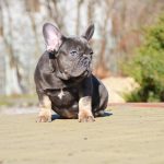 Makar-male-French-Bulldog-puppy-for-sale-1 (3)