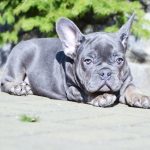 Makar-male-French-Bulldog-puppy-for-sale-1 (4)