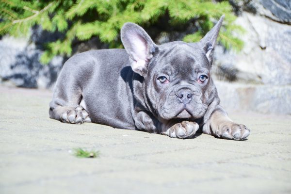 Makar French Bulldog