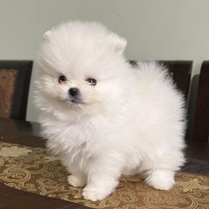 Maru Pomeranian