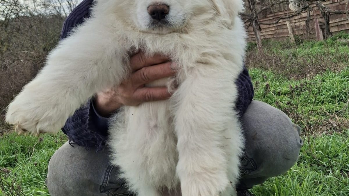 Great Pyrenees Dogs and Puppies for sale