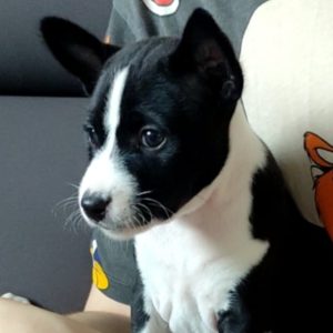 Mili Basenji