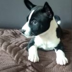 Mili-female-basenji-puppy-for-sale-1 (2)